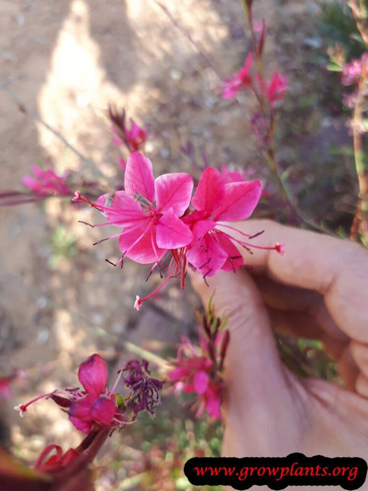 Gaura flower