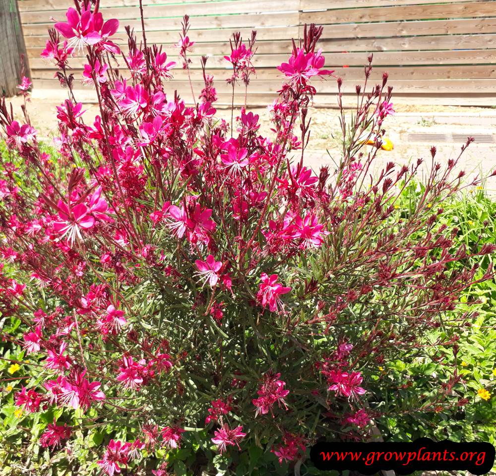 Gaura lindheimeri pink flowers