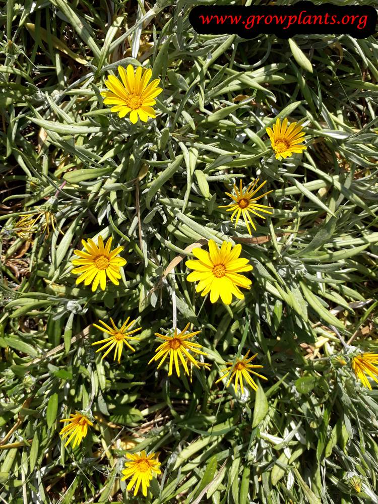 Gazania rigens yellow flowers