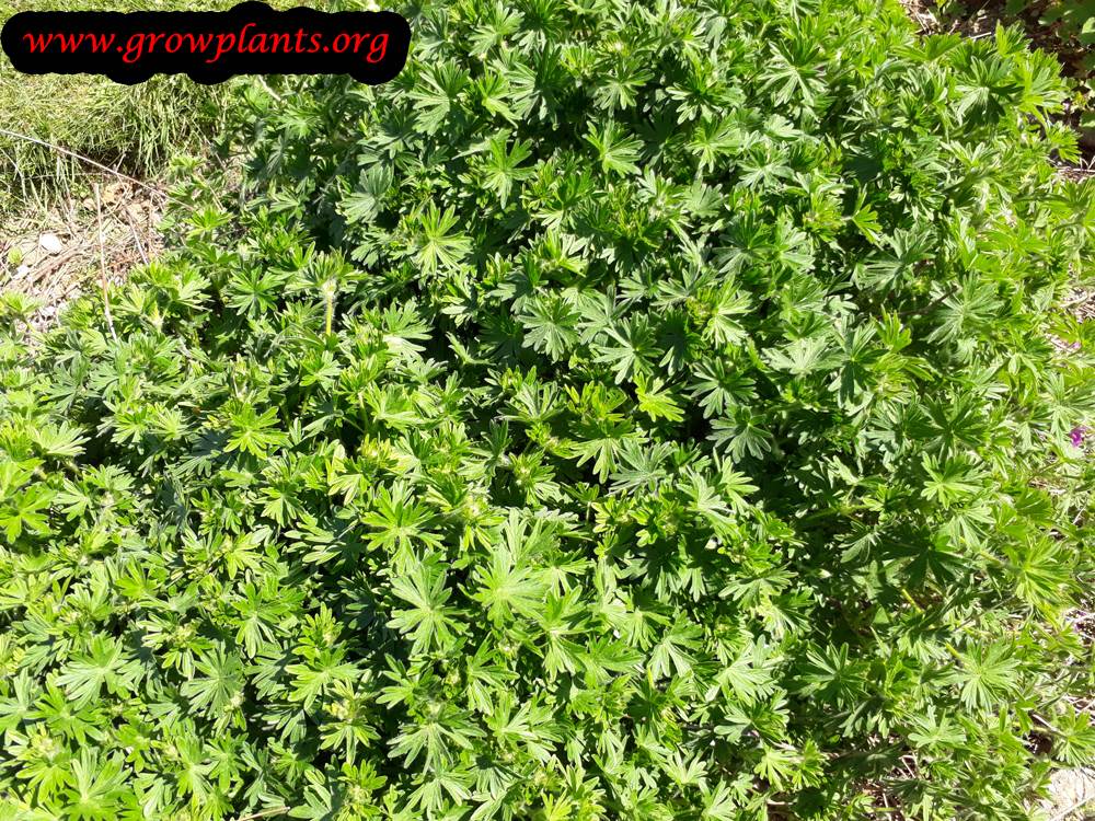 Geranium sanguineum grow & care