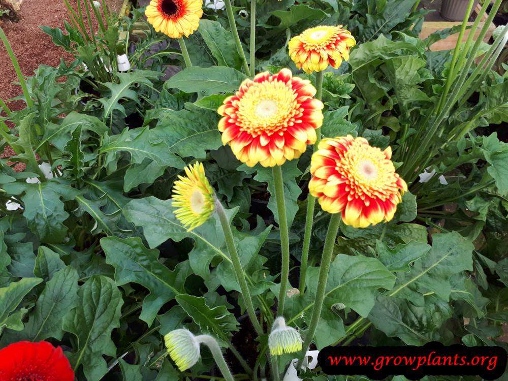 Gerbera plant flower red and yellow