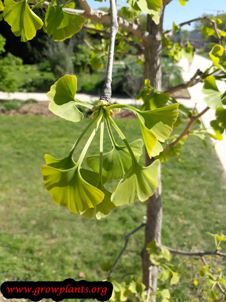 Ginkgo biloba young leaves