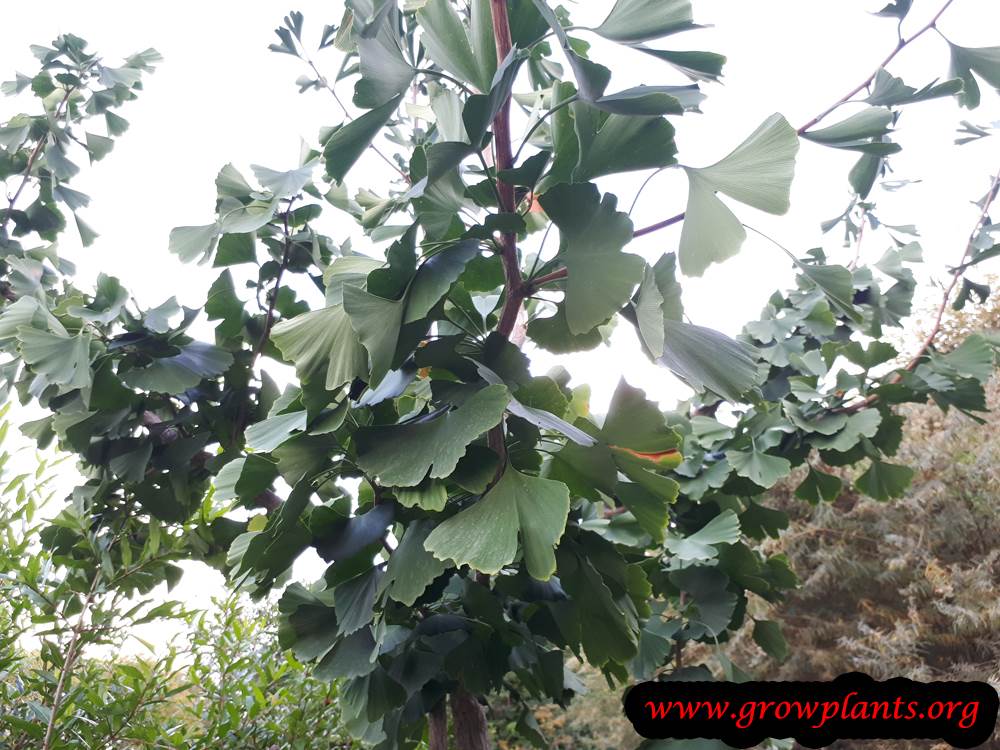Grow Ginkgo biloba tree