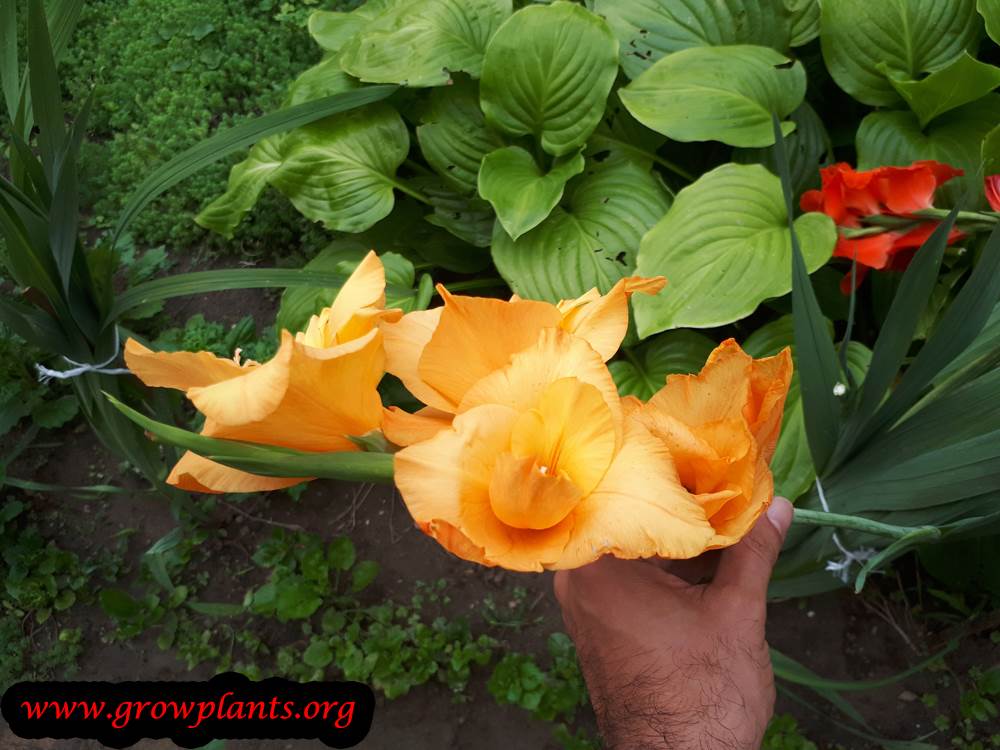 Gladiolus orange flowers