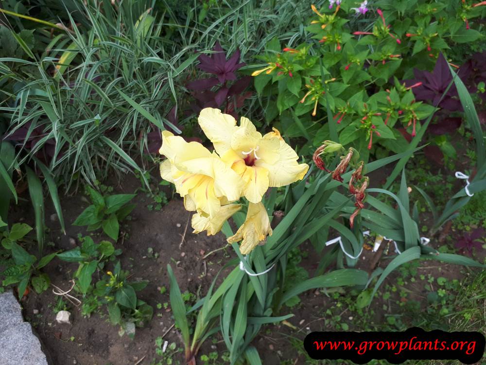 Gladiolus yellow flowers