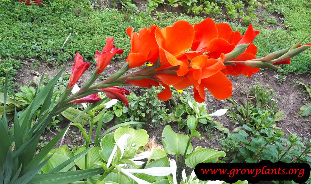 Gladiolus red flowers