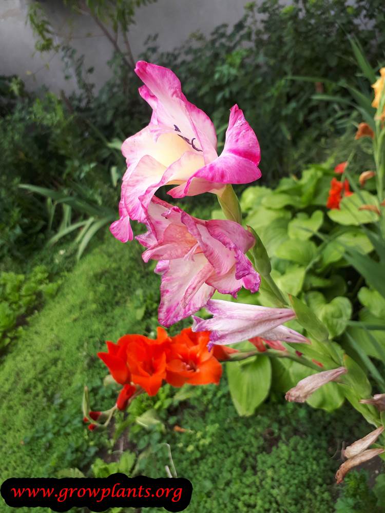 Gladiolus plant care
