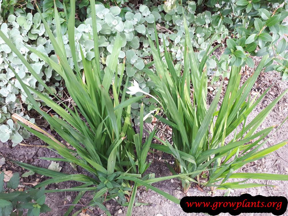 Gladiolus murielae plant care