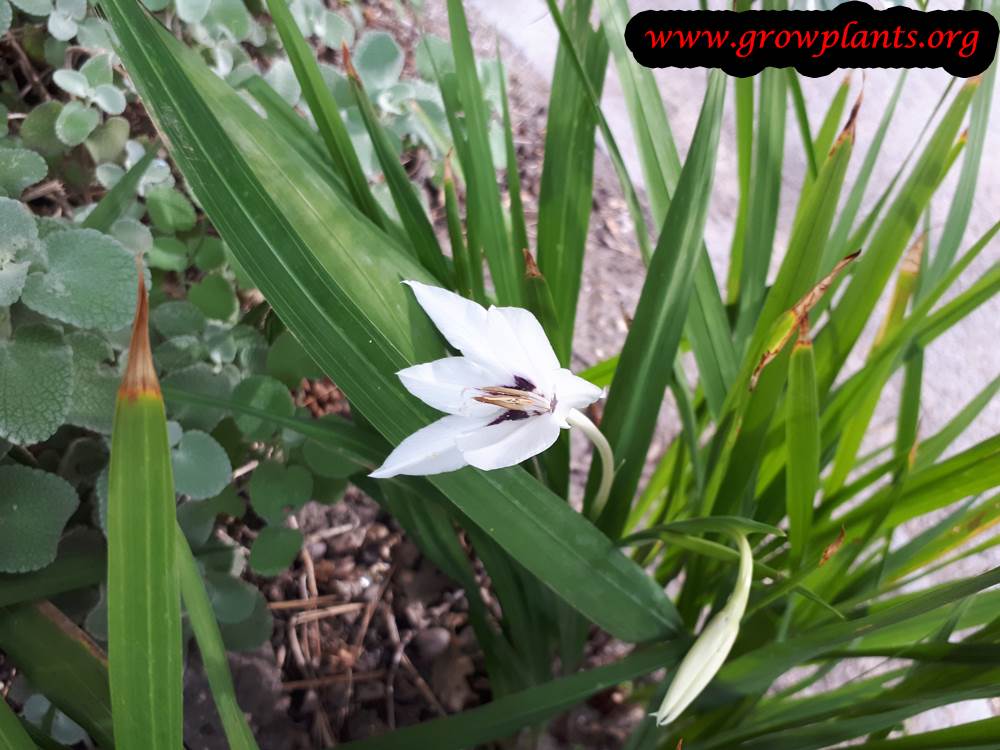 Growing Gladiolus murielae plant
