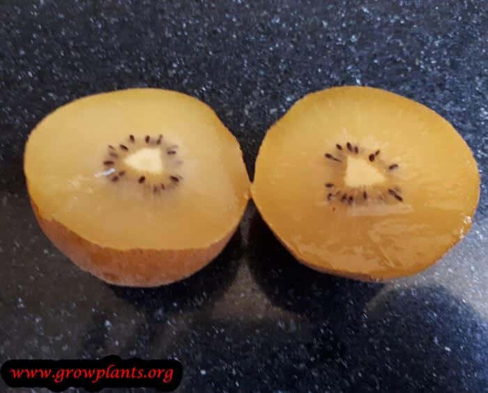 Golden kiwifruit plant