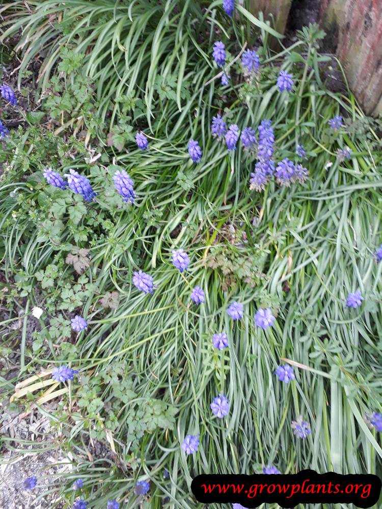 Grape hyacinths plant care