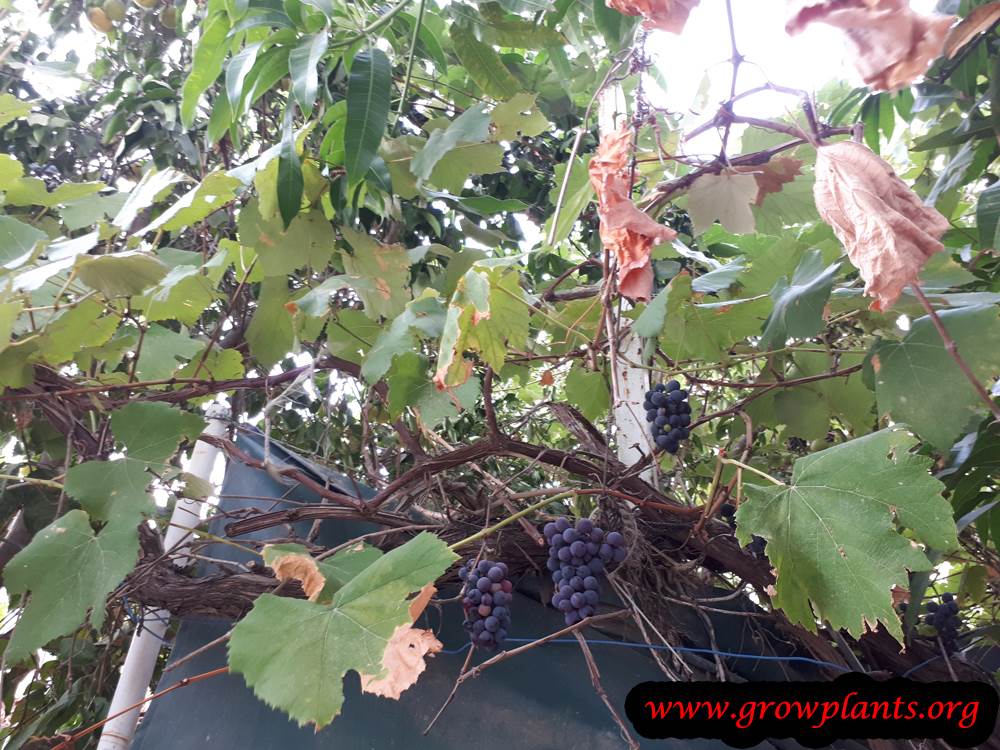 Grape vine fruits season