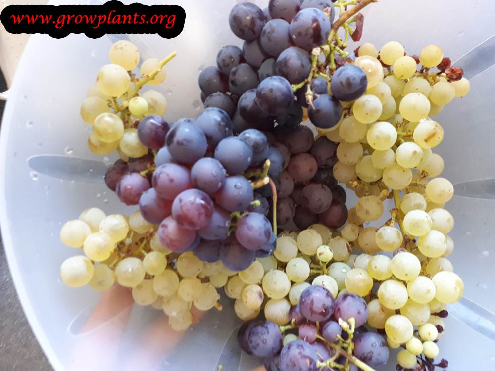 Grape vine red and white