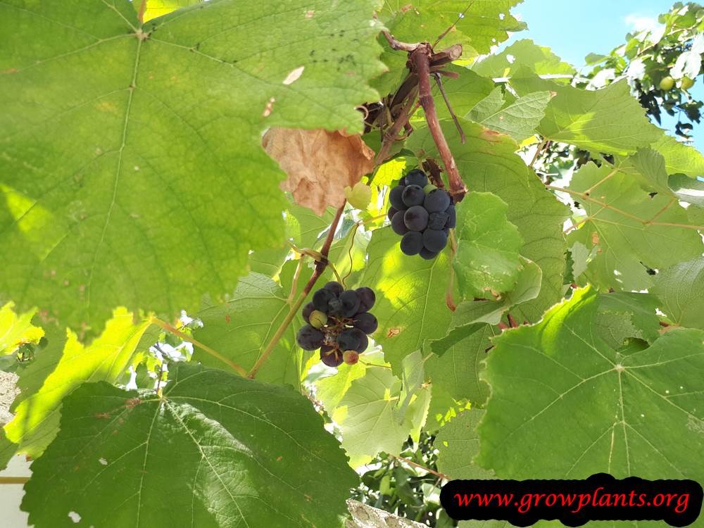 Grape vine harvest season