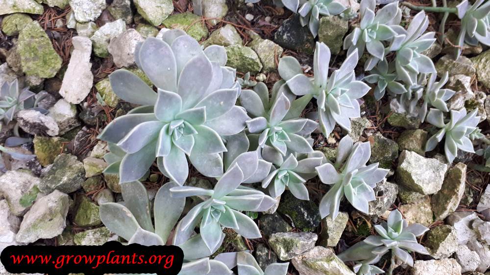 Graptopetalum paraguayense plant care