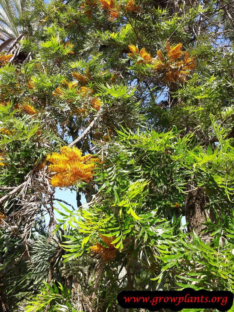 Grevillea robusta tree