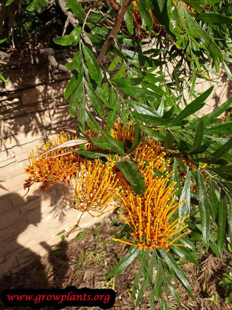 Grevillea robusta flower