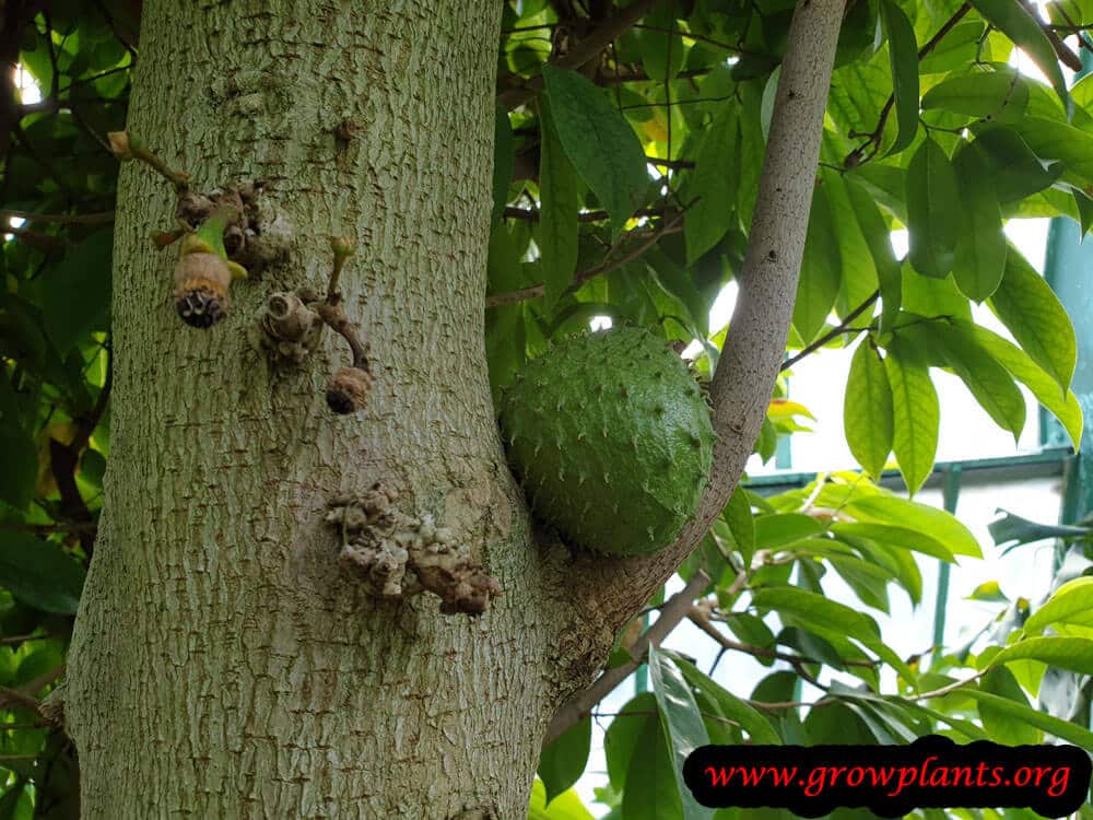 Guanabana fruit on tree