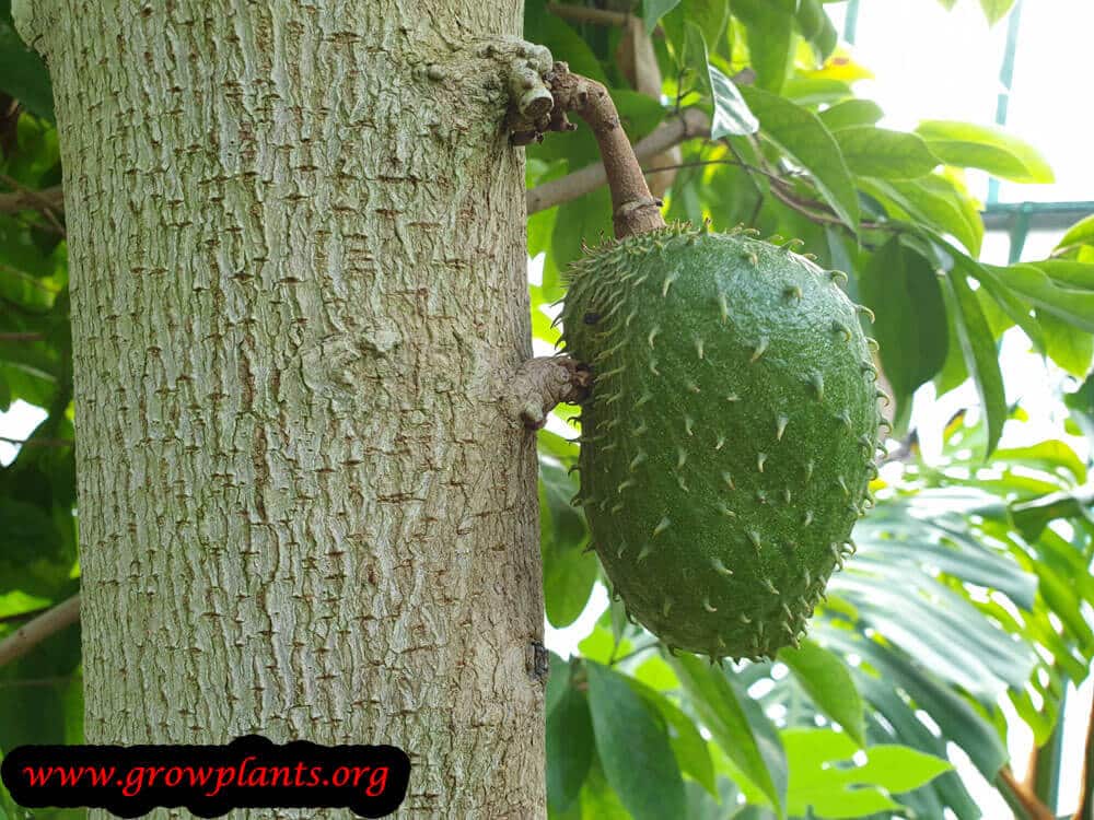 Guanabana fruit growing instruction