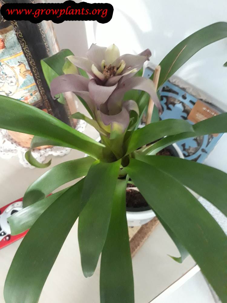 Guzmania plant purple
