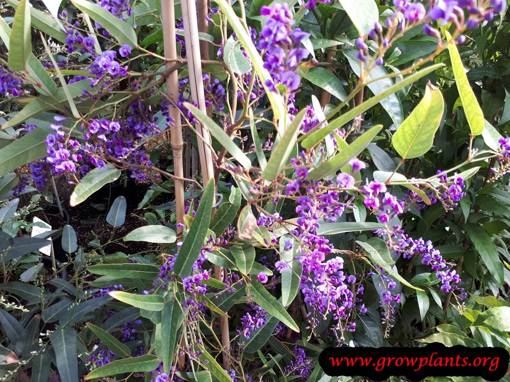 Hardenbergia violacea planting season