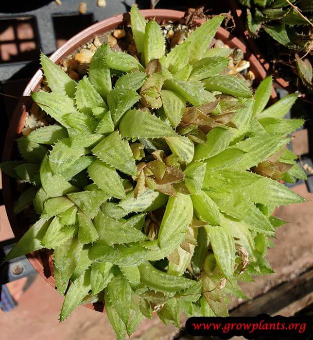 Haworthia maculata