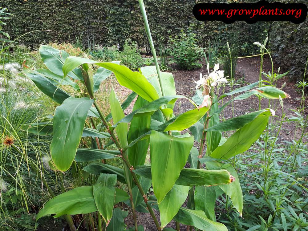 Hedychium flavescens plant