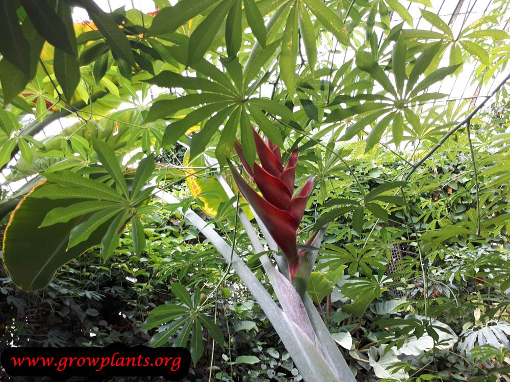 Heliconia wagneriana plant care