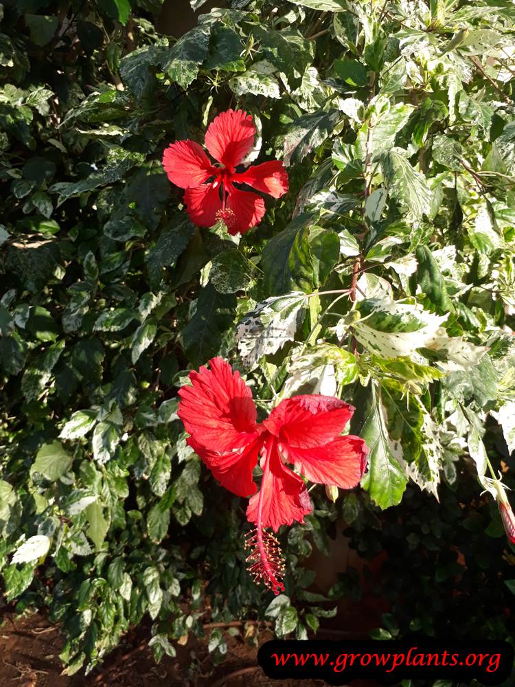 Hibiscus rosa sinensis care and grow