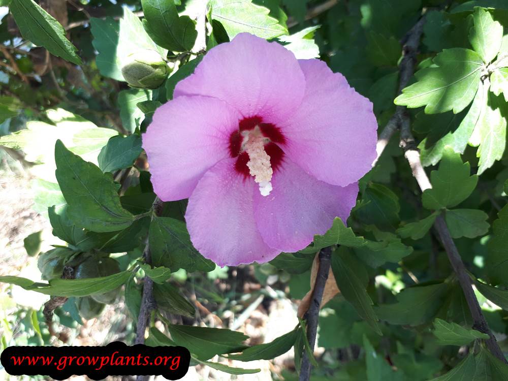 Hibiscus syriacus pink flower
