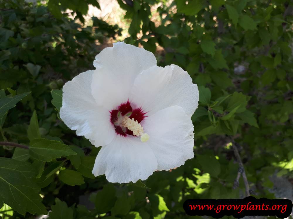 Hibiscus syriacus white flower