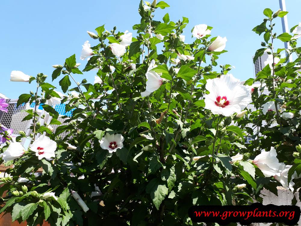 Hibiscus syriacus planting season