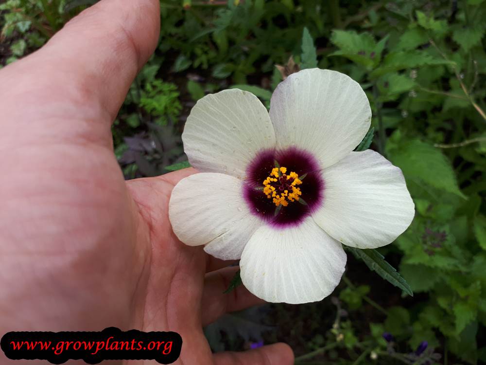 Hibiscus trionum flower