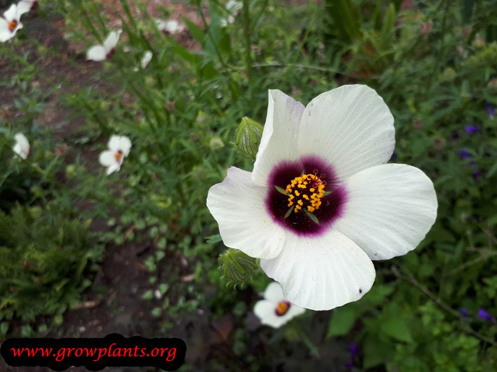 Hibiscus trionum plant care
