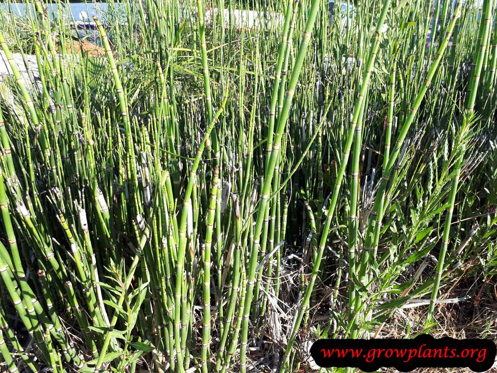 Horsetail plant care