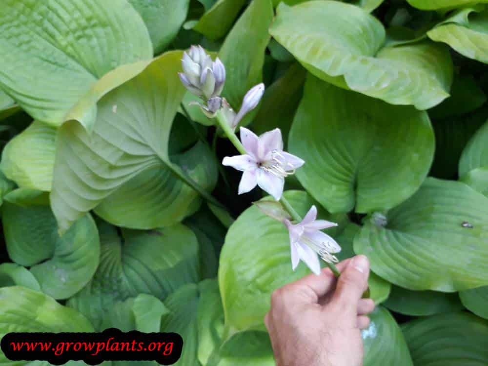 Hosta plant flower