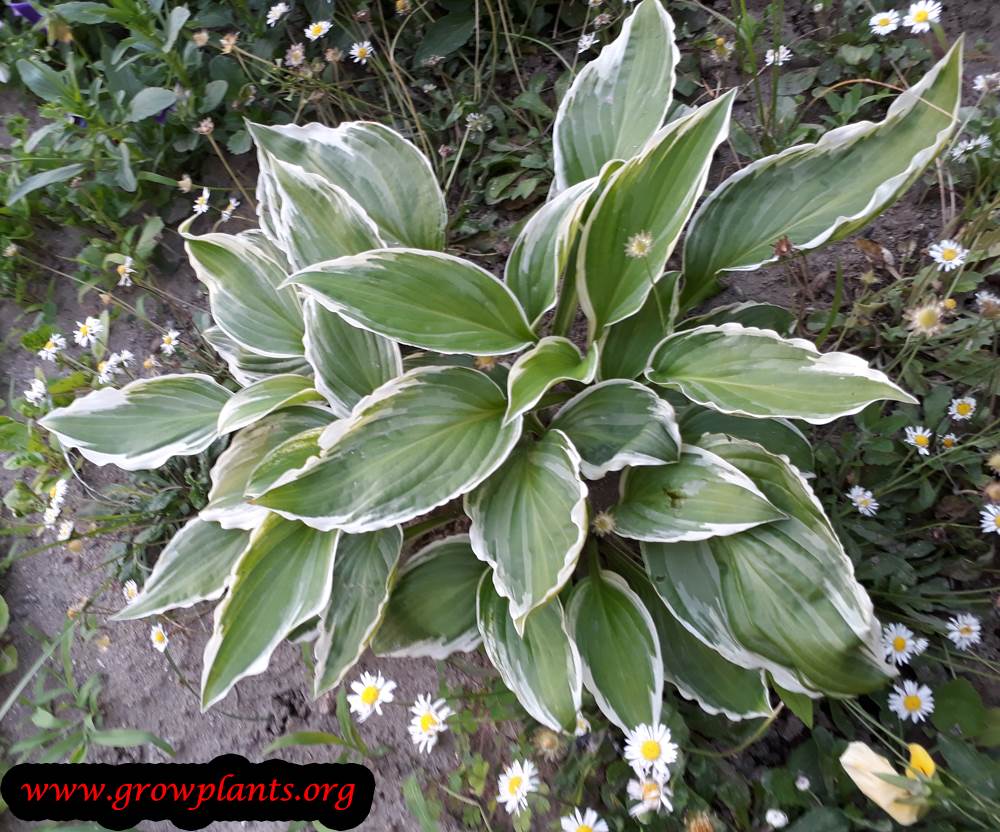 Hosta plant variegate