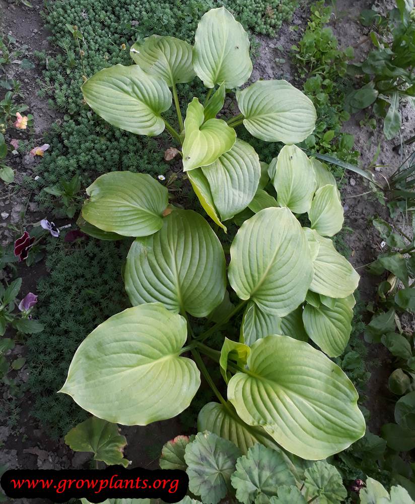 Hosta plant edible leaves