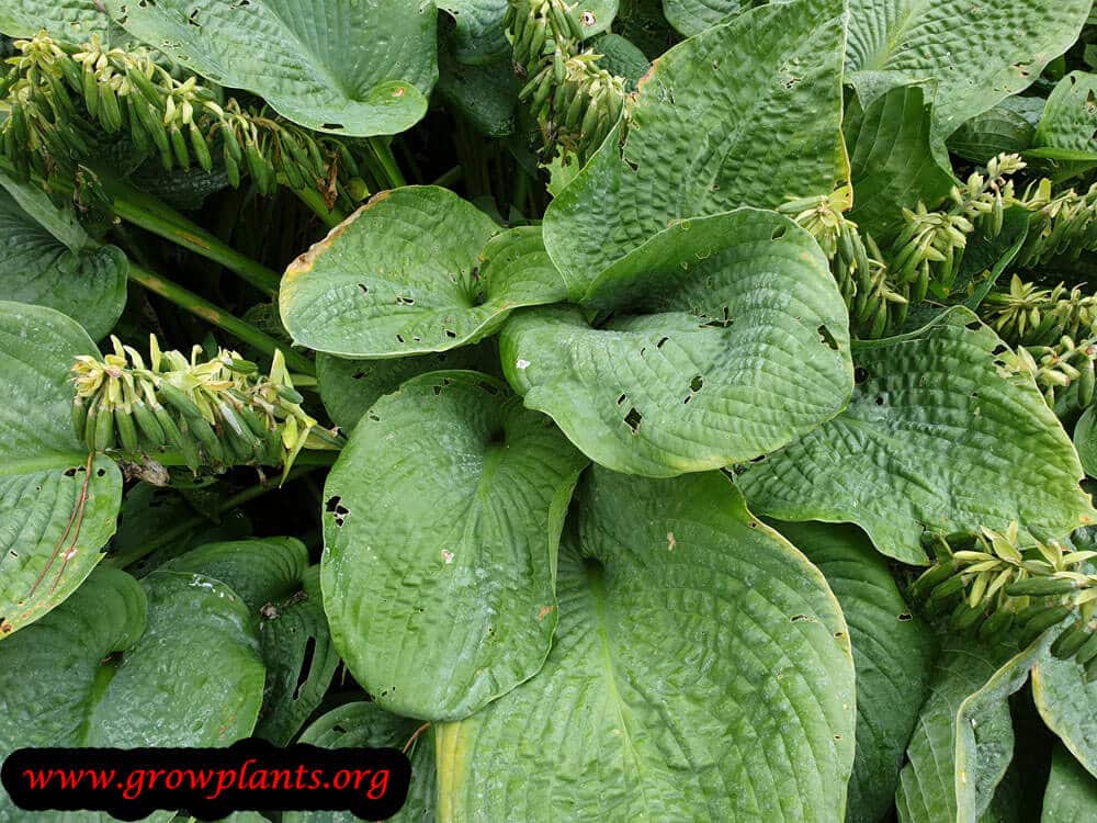Hosta sieboldiana plant care