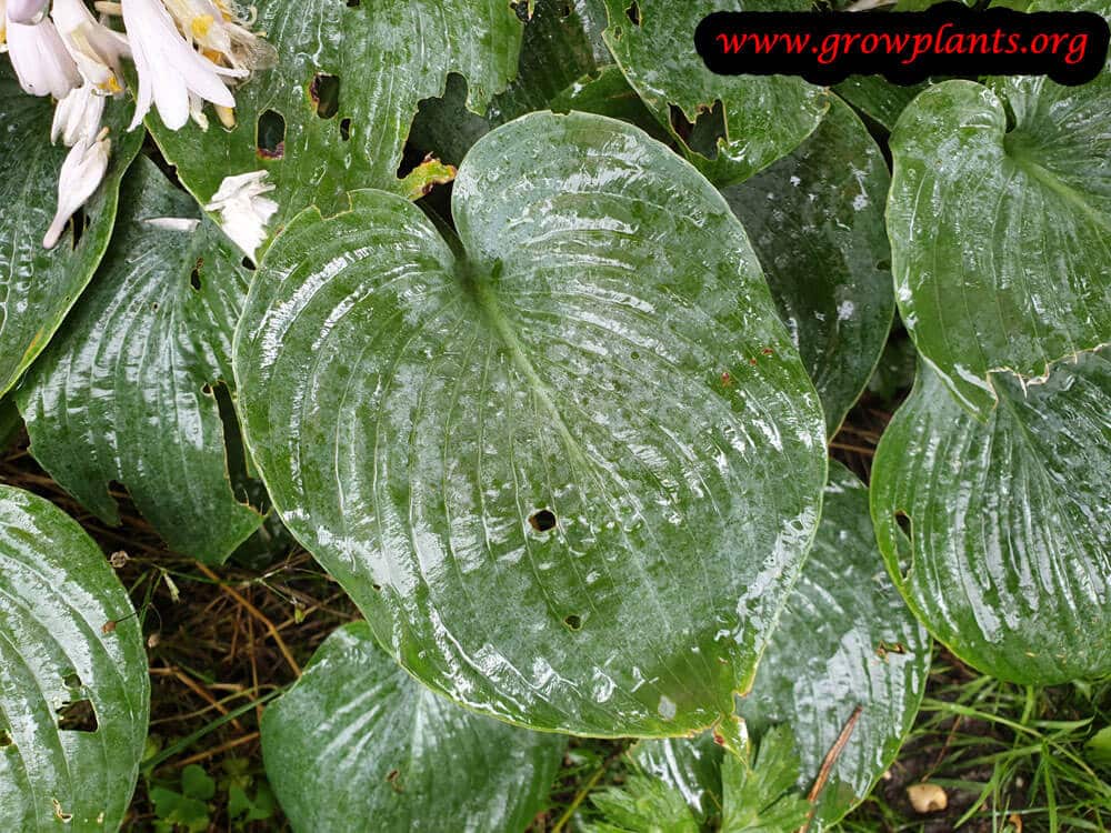 Hosta tardiana plant leaves