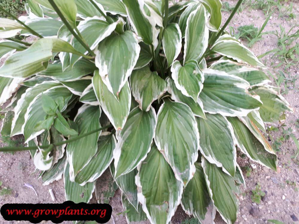 Hosta undulata albomarginata leaves