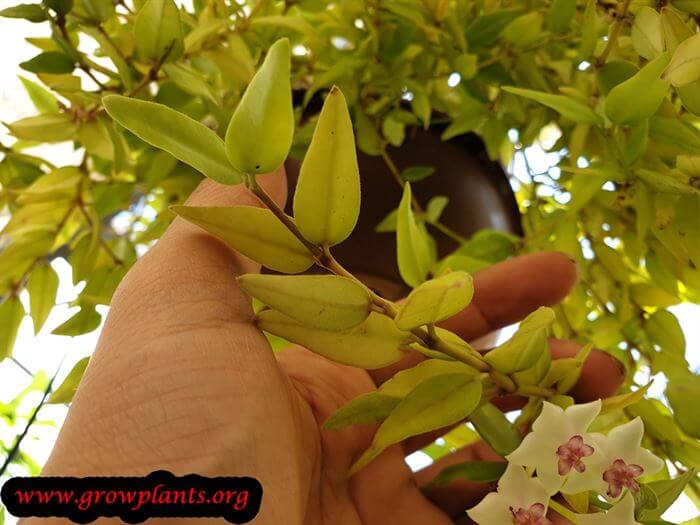 Hoya bella plant