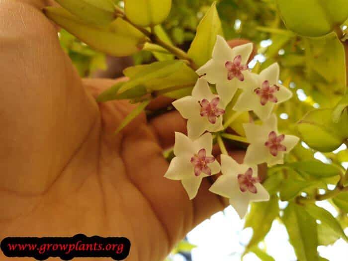 Hoya bella flower