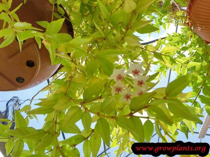 Hoya bella plant care
