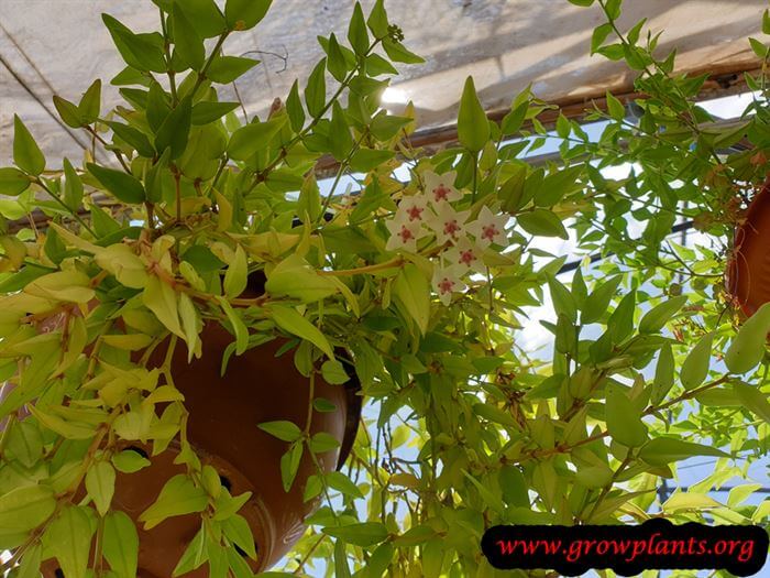 Hoya bella blooming