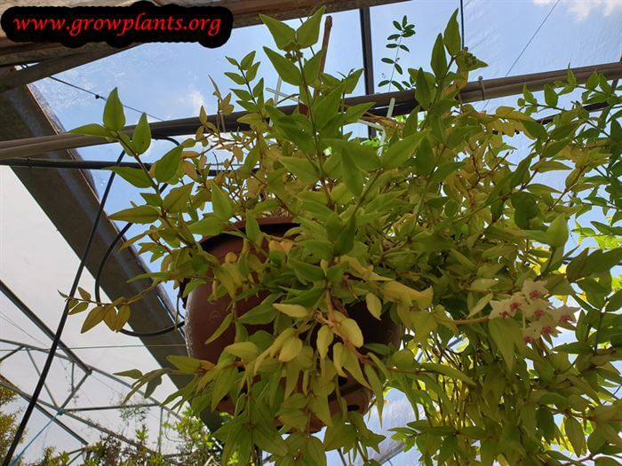 Growing Hoya bella plant