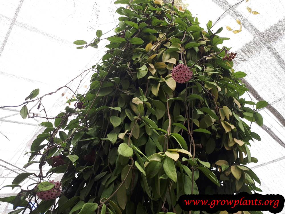 Hoya carnosa plant