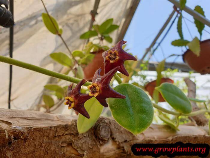 Hoya ciliata plant care