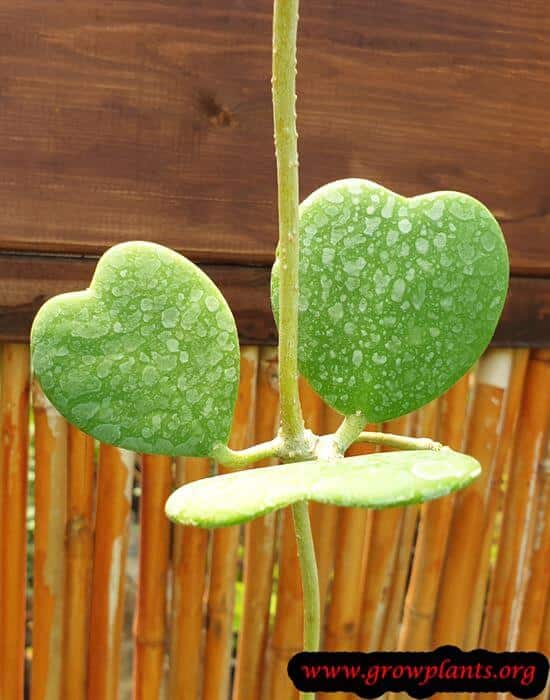 Hoya kerrii heart shape leaves