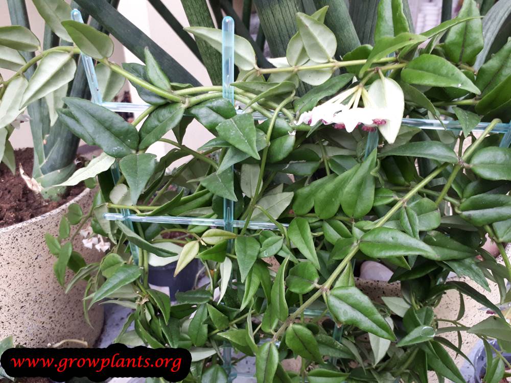 Hoya lanceolata plant care